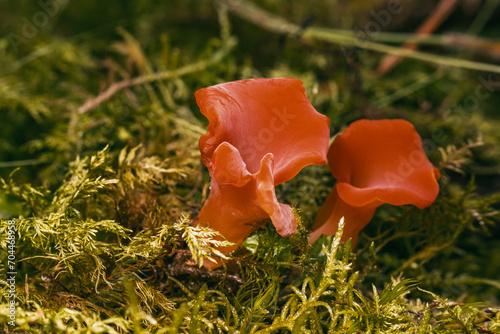 Makrofotografie von einem roten Pilz