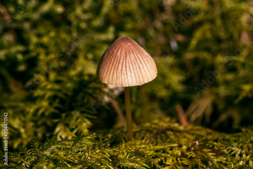 Ein Pilz im Herbstwald, Detailaufnahme, Makrofotografie