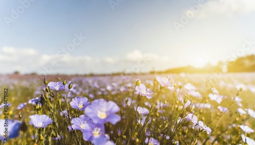 flax blossoms purple flax flowers field in summer sunny day agriculture flax cultivation selective focus field of many flowering plants linum usitatissimum photo