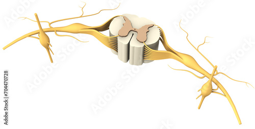 Segment of the spinal cord with nerves and a vertebra. 3D illustration.