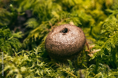 Brauner Pilz auf einer Waldlichtung, Makrofotografie