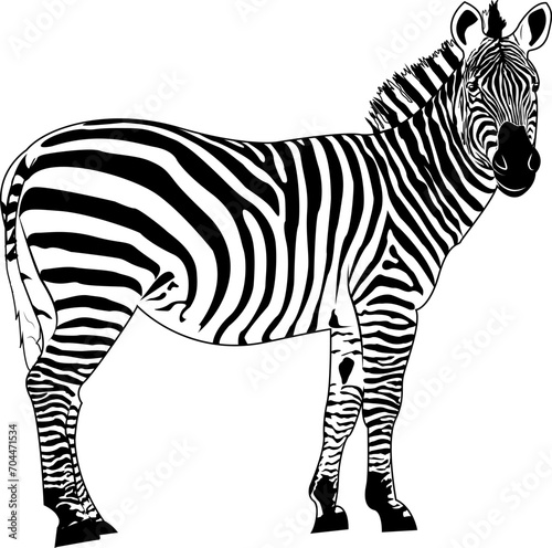 Zebra  striped horse  African savannah animal  striped skin  linear pattern. Wild animal  cute character  on a white background. Design of greeting cards  posters  patches  prints on clothes  emblems.