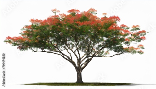 poinciana tree