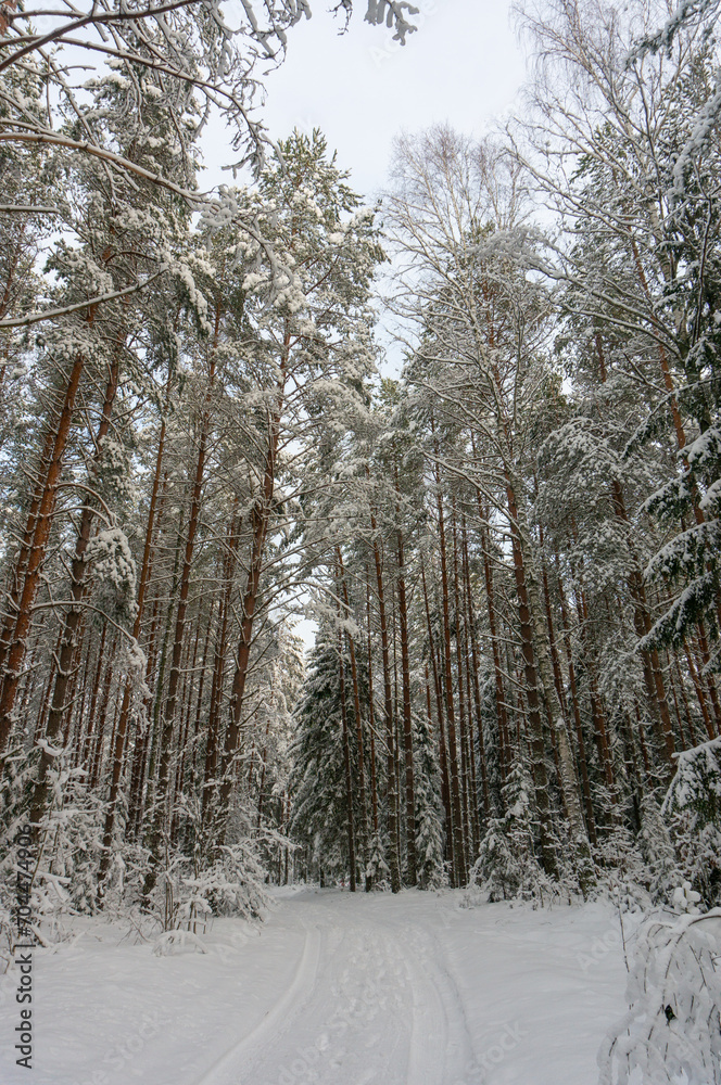 Fototapeta premium Coniferous forest covered with frost, winter landscape, snowy trees. Road in winter forest