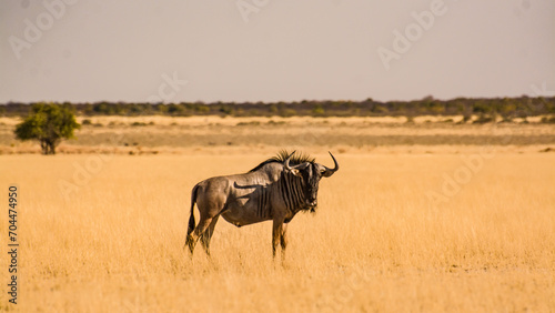 Lone wildebeest on plains