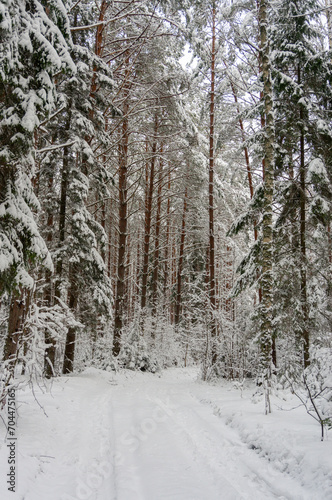 Coniferous forest covered with frost, winter landscape, snowy trees. Road in winter forest