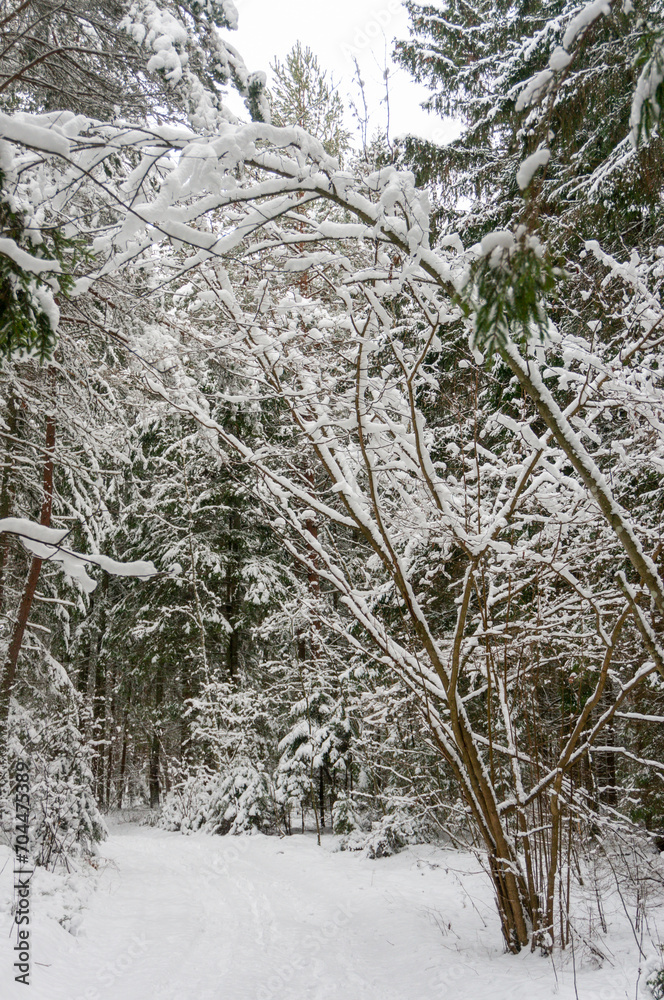 A picturesque view of a snow-covered pine forest. Winter forest. 
