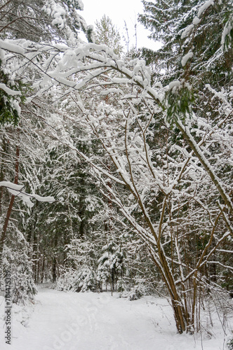 A picturesque view of a snow-covered pine forest. Winter forest. 