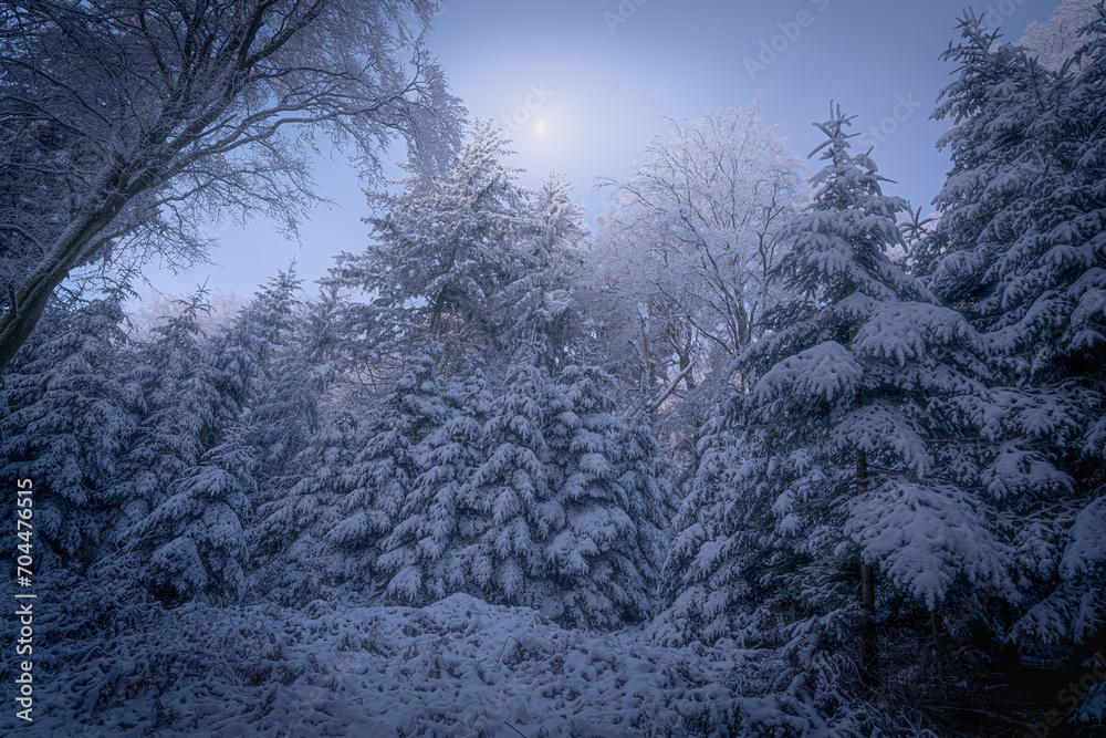 Snow-covered trees in the Black Forest during a full moon night with a cloudless sky Snow-covered trees in the Black Forest during a full moon night with a cloudless sky