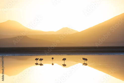 Flamingo on sunrise photo