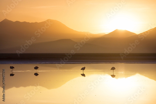 Flamingo on sunrise photo