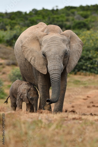 Mother and Baby Elephant at Addo Elephant National Park