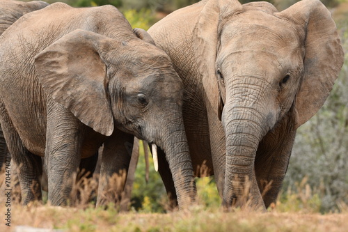 Addo Elephant National Park © Michal