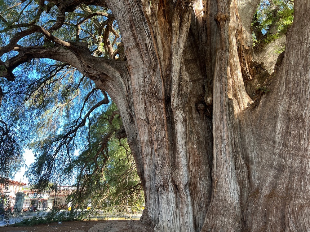 El tule tree in Oaxaca Mexico, a tree 2000 years old 