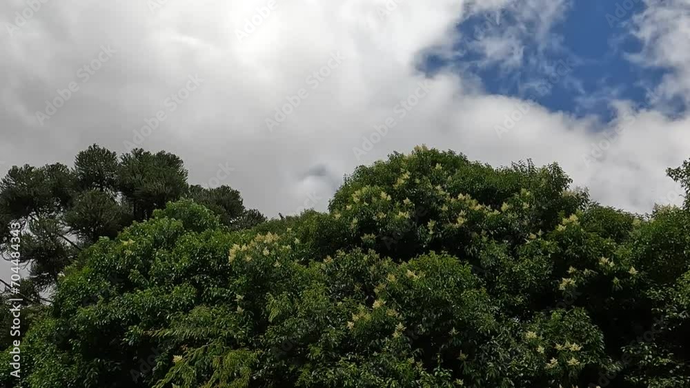 wind hitting the treetops. movement of tree foliage. tree canopy under sky clouds.