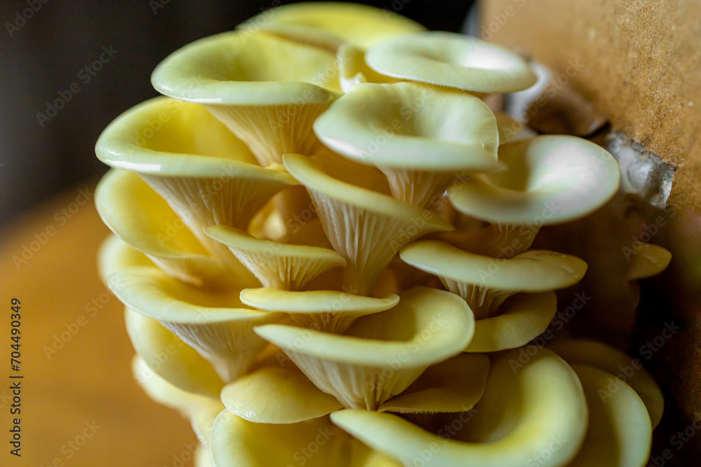 Yellow, golden oyster mushroom, home growing Yellow, golden oyster mushroom, home growing