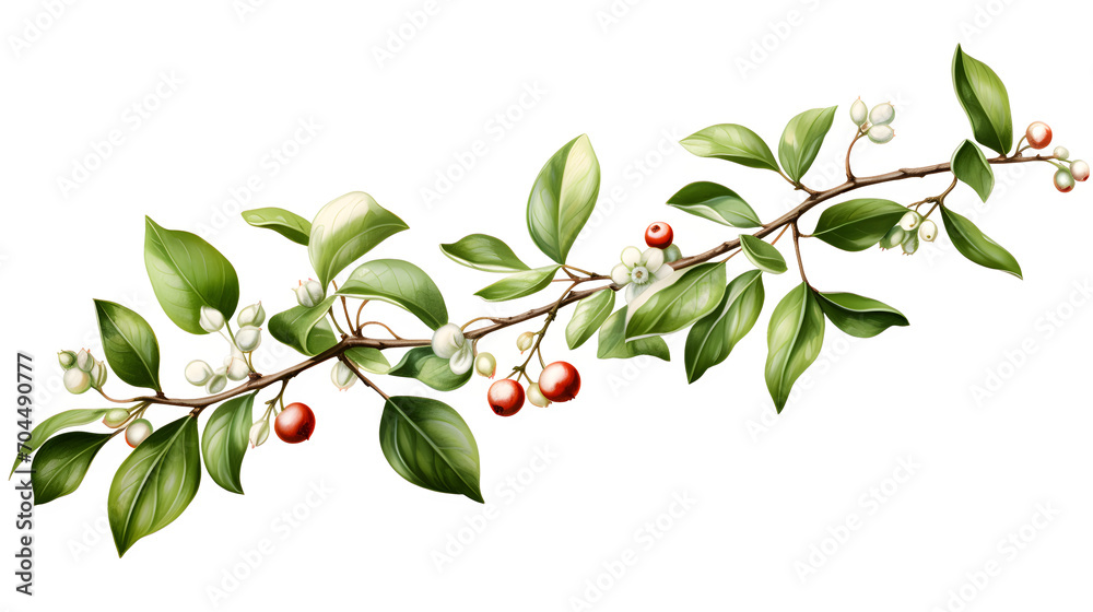 Mistletoe, transparent background, high-resolution image, holiday decoration, festive plant, mistletoe clipart, Christmas illustration