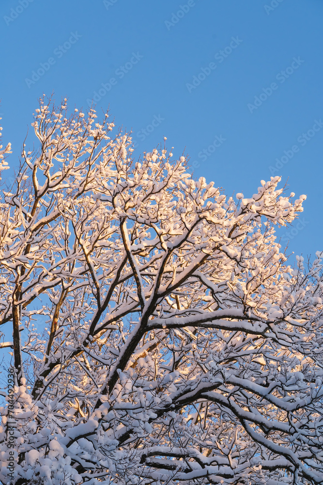 Tree branches covered with snow against the blue sky. Vertical frame. Background. Form.