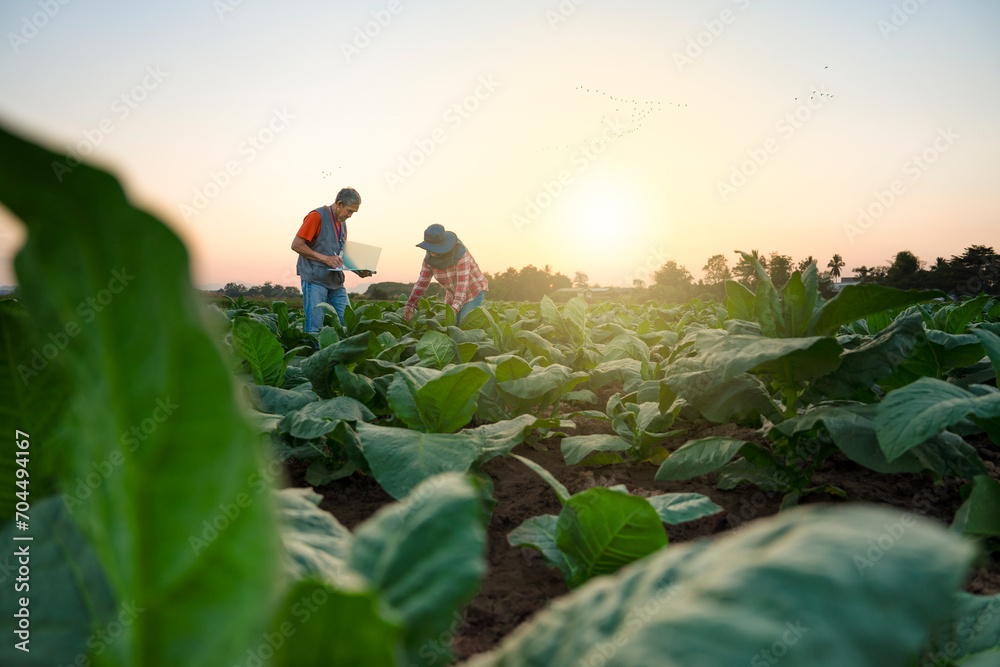 Agronomist collect data and advise farmers on soil management and crop production in cultivation of tobacco - obrazy, fototapety, plakaty 