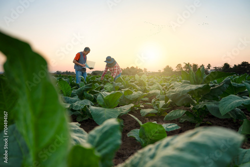 Agronomist collect data and advise farmers on soil management and crop production in cultivation of tobacco photo