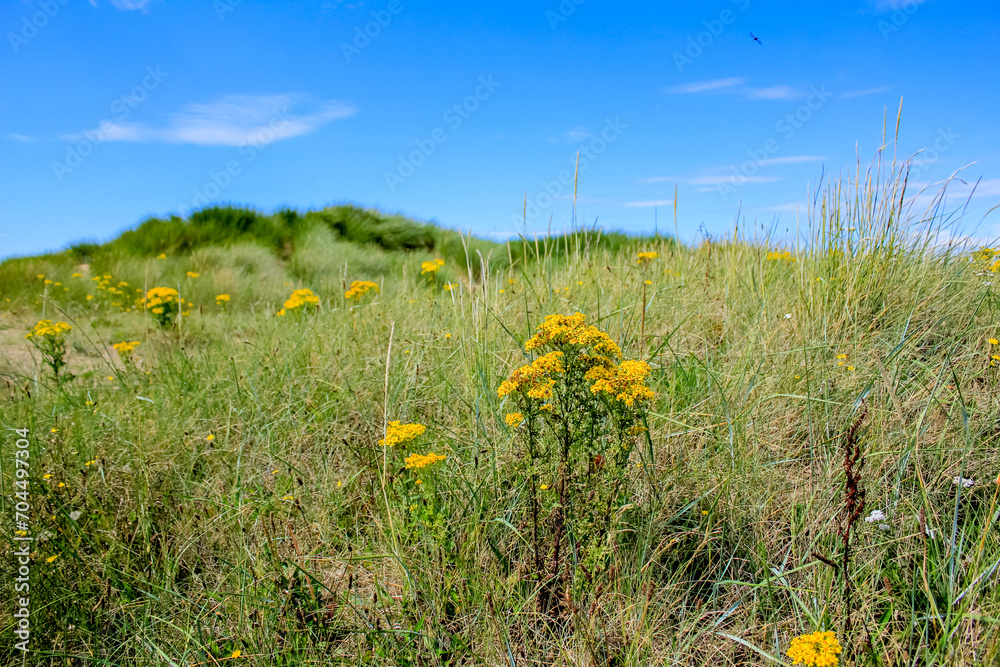 Common dandelion in the rural. Yellow wild flowers with the green grass. Nature and landscape.