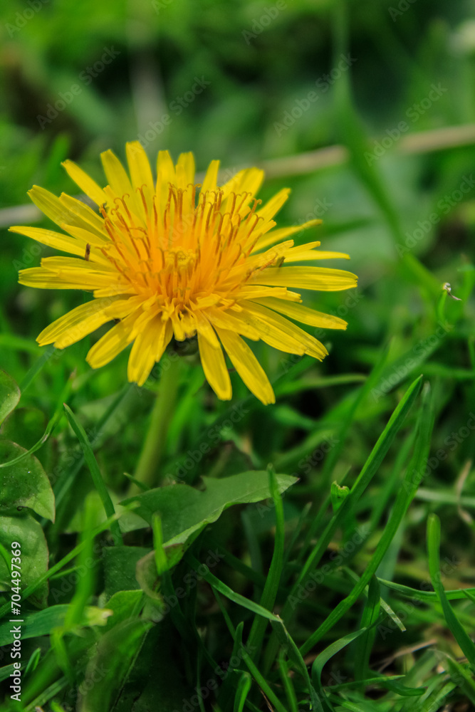 Close-up of the common dandelion in the pasture. Yellow wild flower in the rural. Nature and landscape. Close-up of the common dandelion in the pasture. Yellow wild flower in the rural. Nature and landscape.