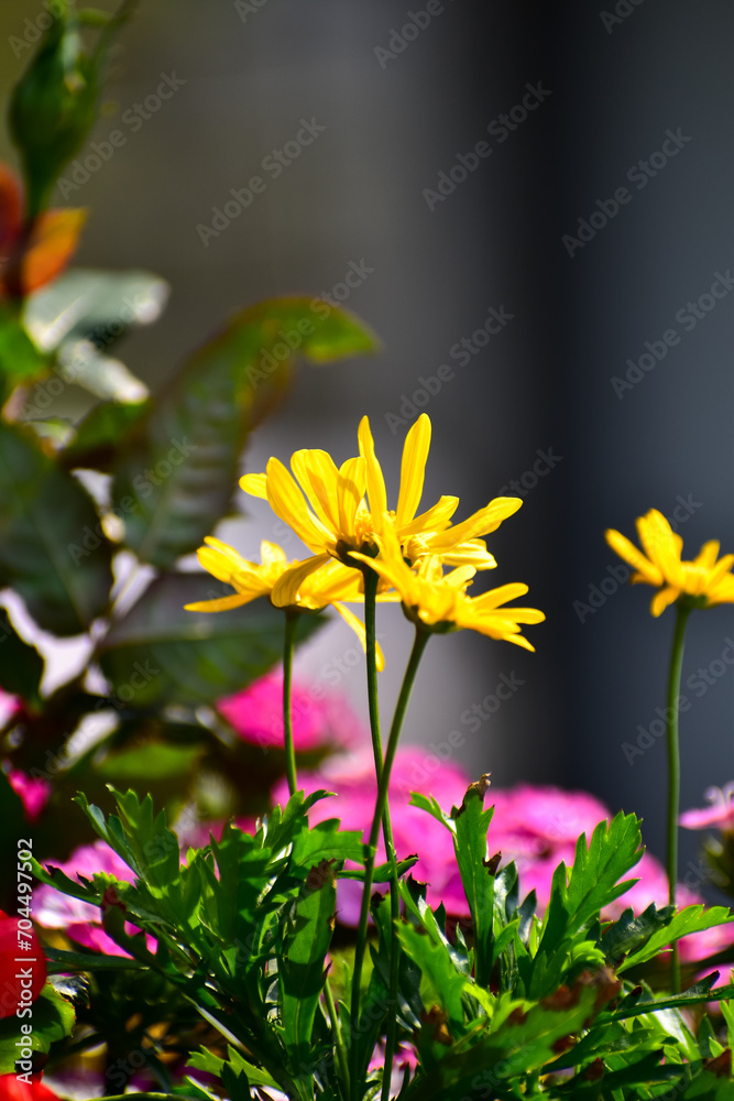 Obraz premium Close-up of Euryops pectinatus, yellow daisy, in the garden. Nature and landscape.