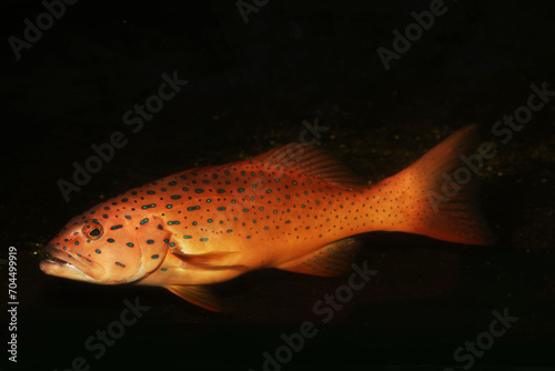 Spotted Coral grouper fish (Plectropomus maculatus) photo