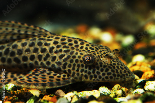 Red Fin Thresher Pleco (Aphanotorulus emarginatus)
