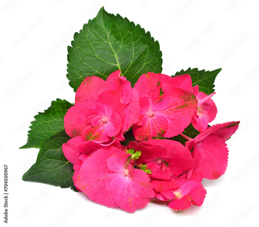Pink flower hydrangea macrophylla isolated on white background. Top view, flat lay Pink flower hydrangea macrophylla isolated on white background. Top view, flat lay