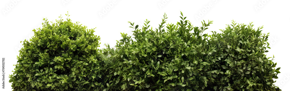 Green garden bushes cut out