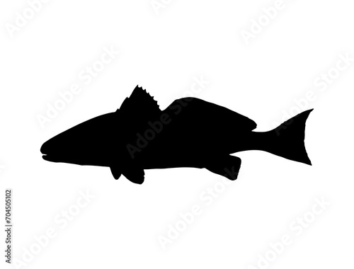 Red Drum Fish silhouette vector art white background
