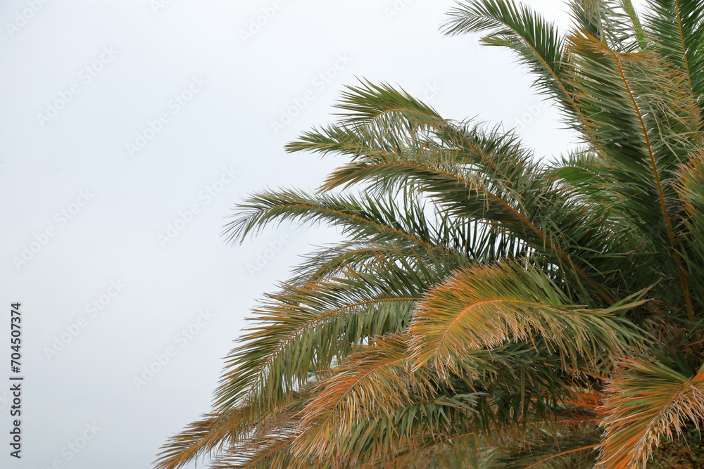 Beautiful web banner with palm branches  with place for text. Background from tropical trees. Palm tree against blue sky. Tropical plant. Exotic travel. Green branches of a Palm tree. Tropical leaves 