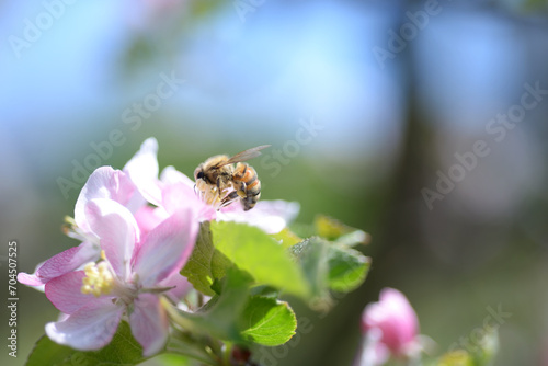 Honey bee on apple flower
