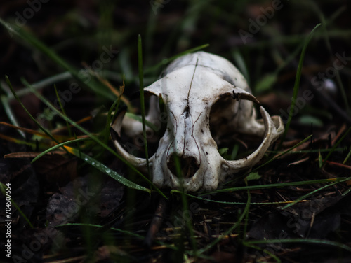 Animal skull on the grass.