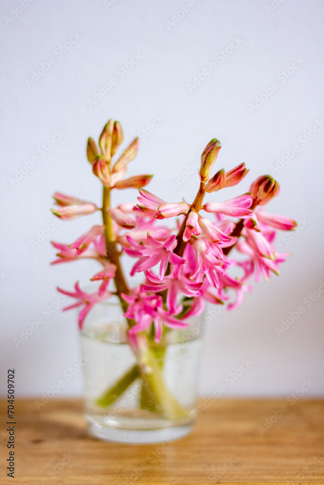 hyacinths hyacinths