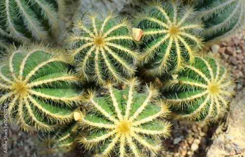 Close up green ball cactus, Parodia magnifica, South America beautiful plant