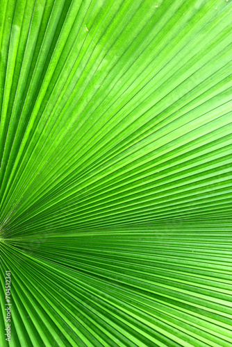 Close up green palm leaf texture  abstract palm leaf vertical background