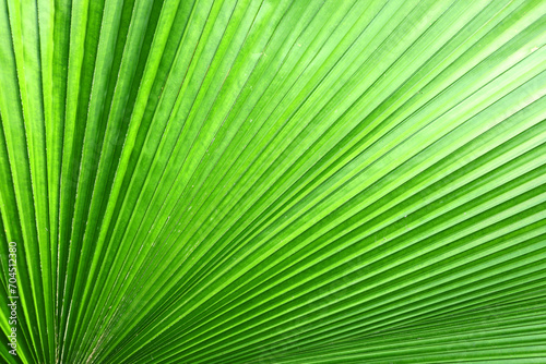Close up green palm leaf texture, abstract palm leaf horizontal background
