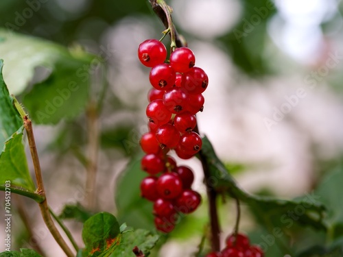 An organic red currant berries growing on a bush. Close-up.
