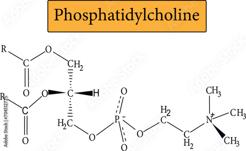 Phosphatidylcholine is the major component of lecithin.Vector illustration. photo