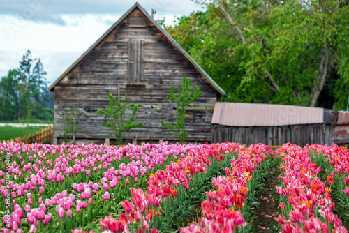Beautiful field of tulips with an old wooden barn in the background in Woodburn, Oregon