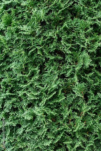 Green coniferous bush.Thuja hedge texture. American Arborvitae plant pattern. Evergreen Thuja occidentalis decorative fence