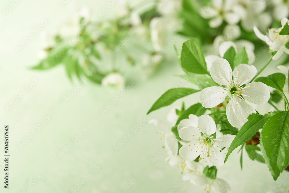 Passover blooming white apple or cherry blossom on green background. Happy Passover background. Spring Easter background. World environment day. Easter, Birthday, womens day holiday. Top view Mock up. Passover blooming white apple or cherry blossom on green background. Happy Passover background. Spring Easter background. World environment day. Easter, Birthday, womens day holiday. Top view Mock up.