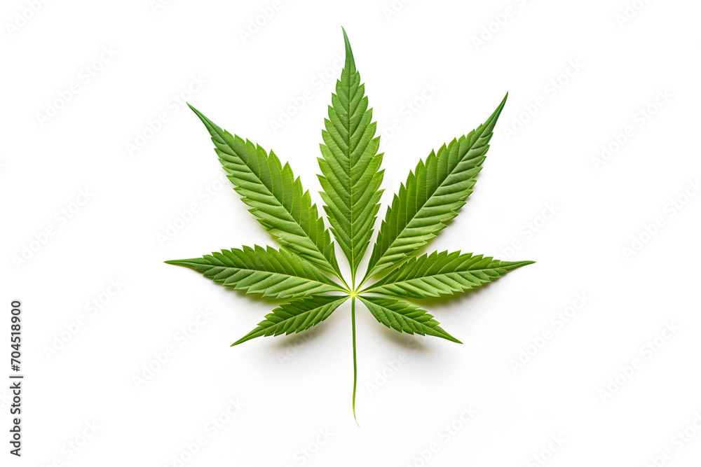Green cannabis leave isolated on white background Green cannabis leave isolated on white background