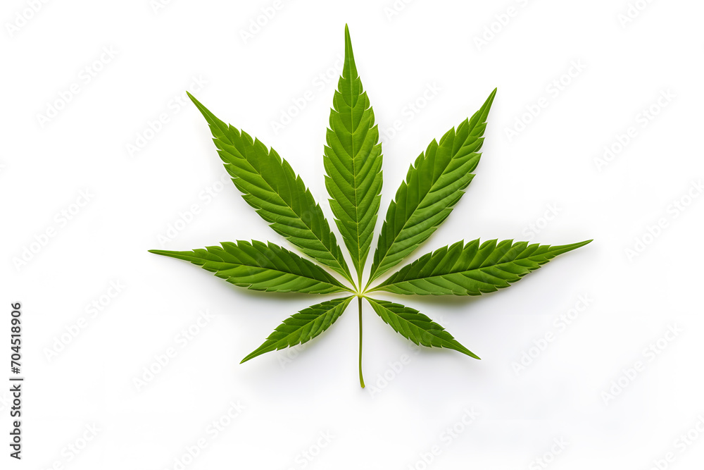 Green cannabis leave isolated on white background Green cannabis leave isolated on white background