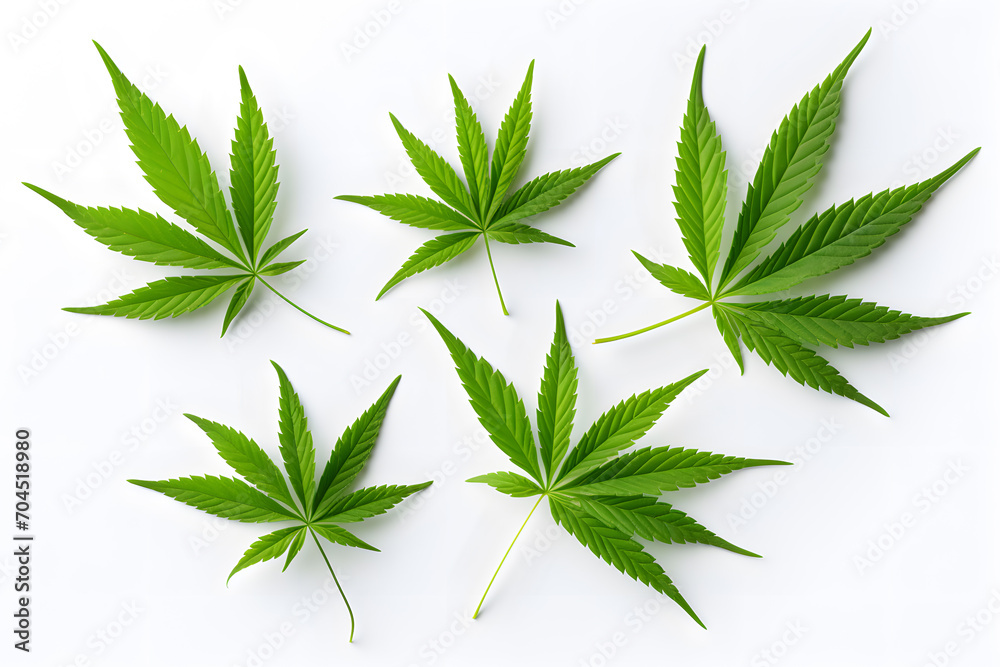 Green cannabis leaves isolated on white background. medical marijuana Green cannabis leaves isolated on white background. medical marijuana