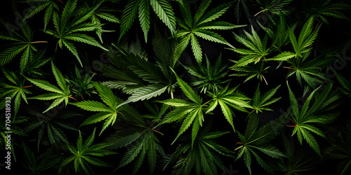 Green cannabis leaves background  Medical cannabis