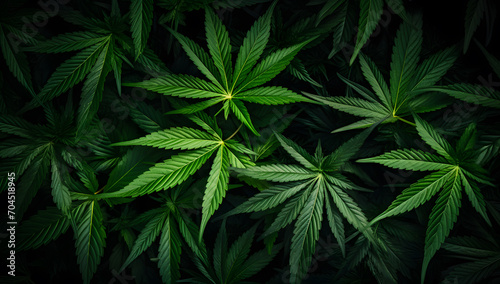 Green cannabis leaves background, Medical cannabis photo