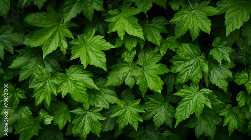 green leaves background